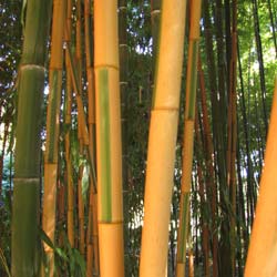 Bambu Phyllostachys b. Castillonis